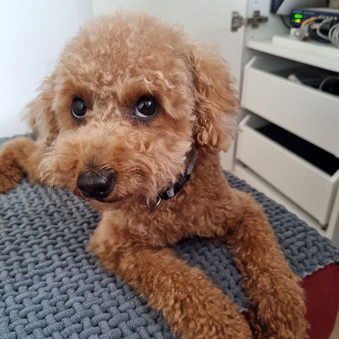 Emilia und die GenAI – Was ein Zwergpudel mit GenAI gemeinsam hat